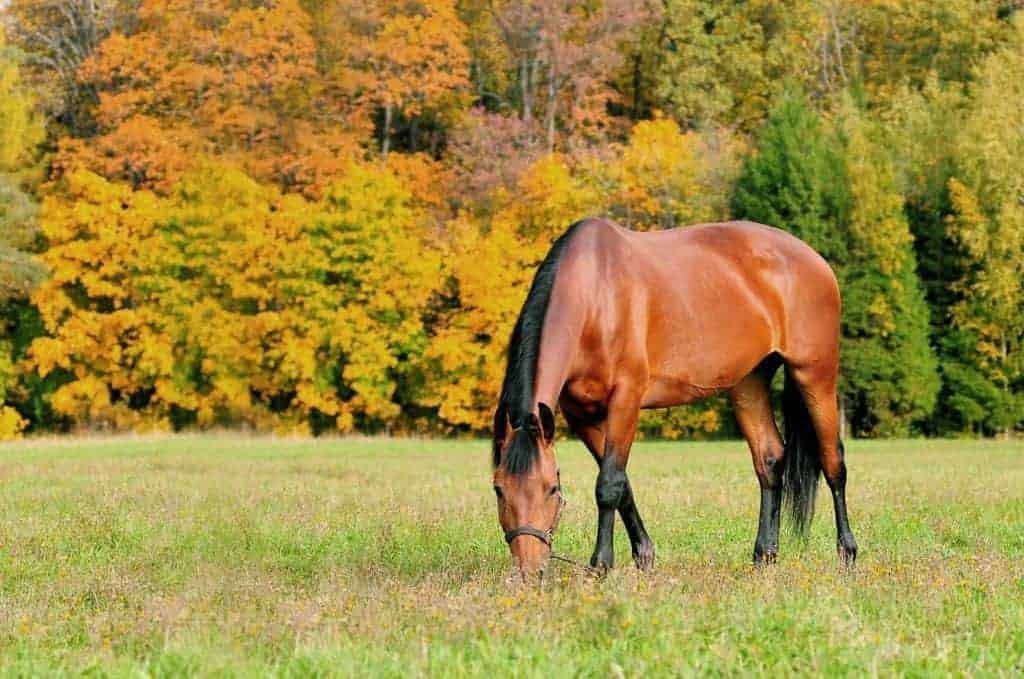 Monitoring Body Condition Through Seasonal Changes