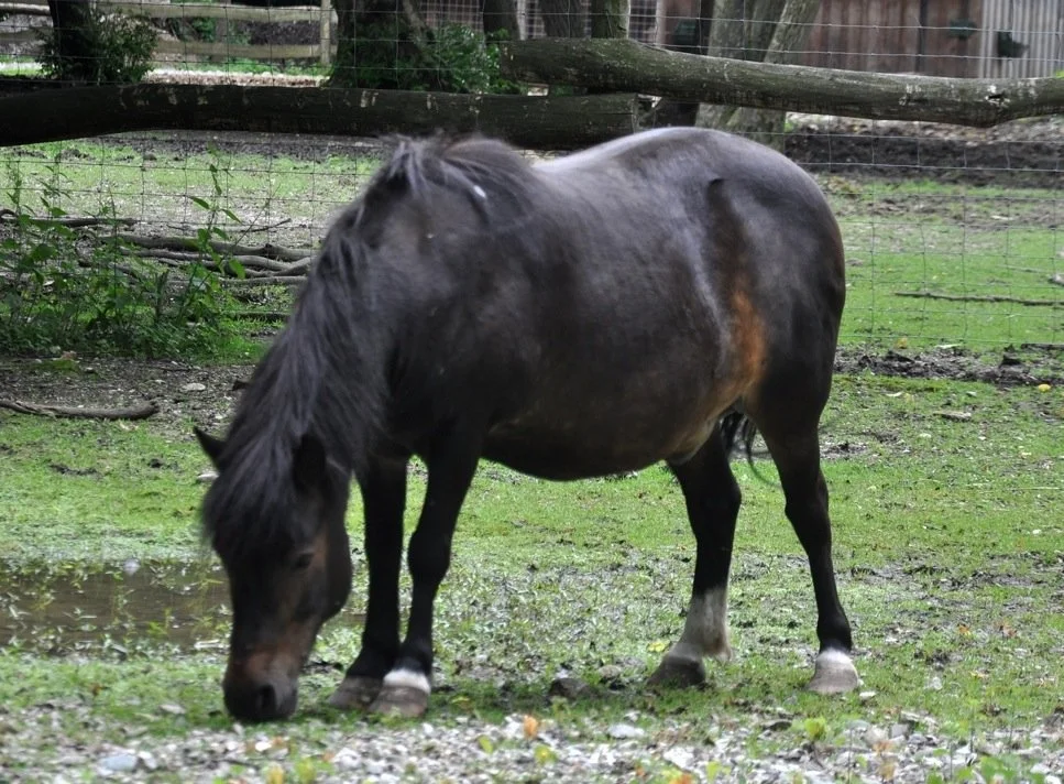 The Connection Between Forage and Equine Ulcers