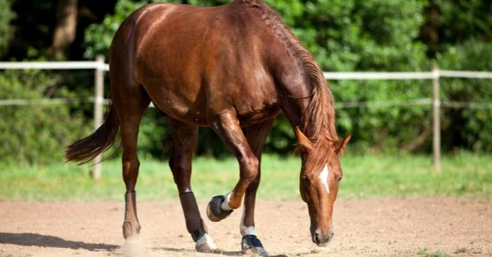Supporting Horses Prone to Colic