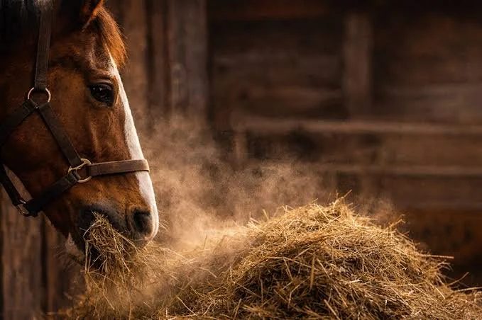 Dust, Mold, and Respiratory Stress