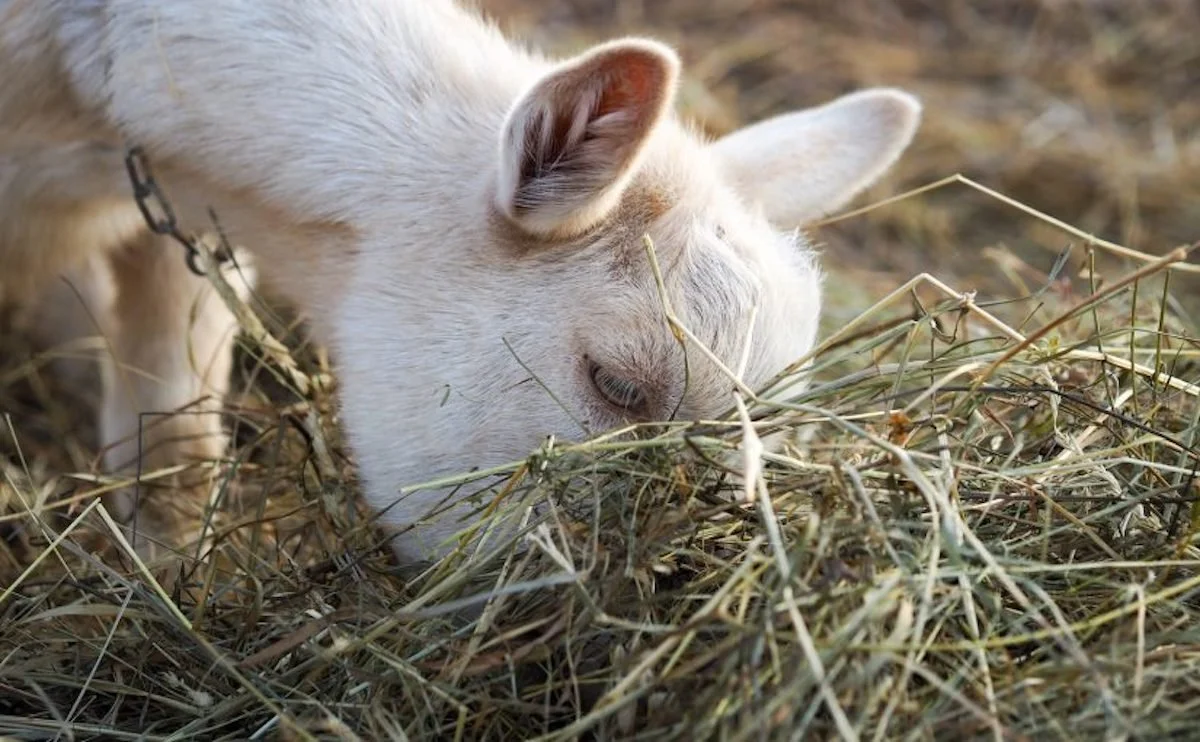 Choosing the Right Hay for Dairy Goats