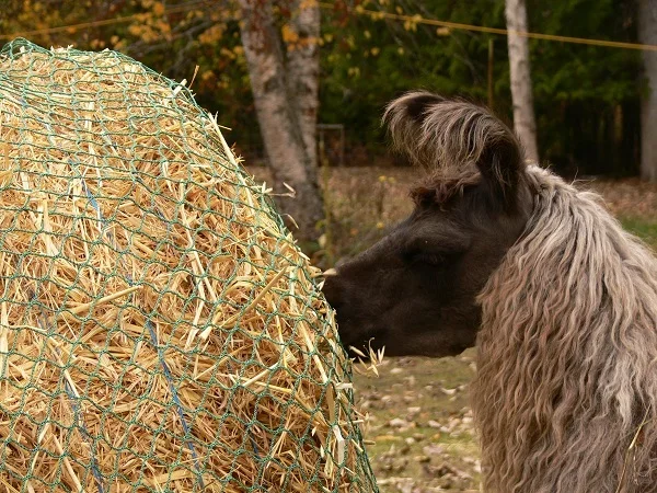 Hay Waste Reduction for Small Farms