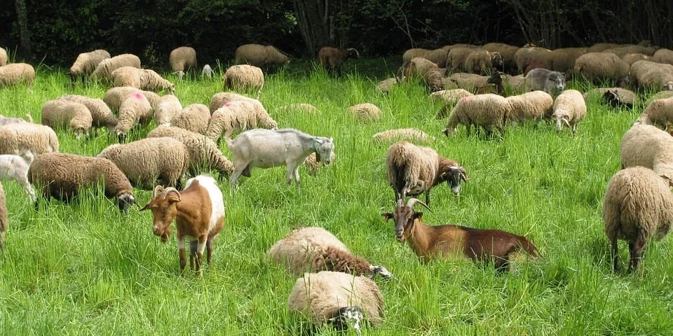 Preventing Obesity in Small Ruminants