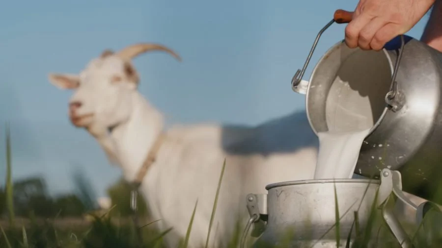Supporting Goat &amp; Sheep Milk Production Naturally Through Forage
