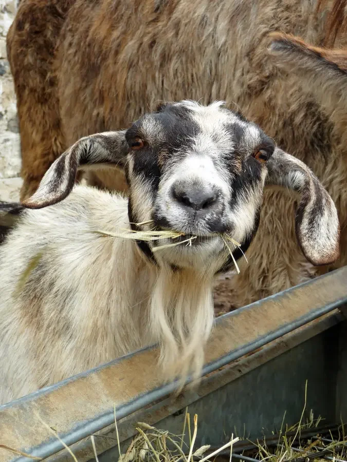 Forage Needs of Pet Goats vs. Production Goats