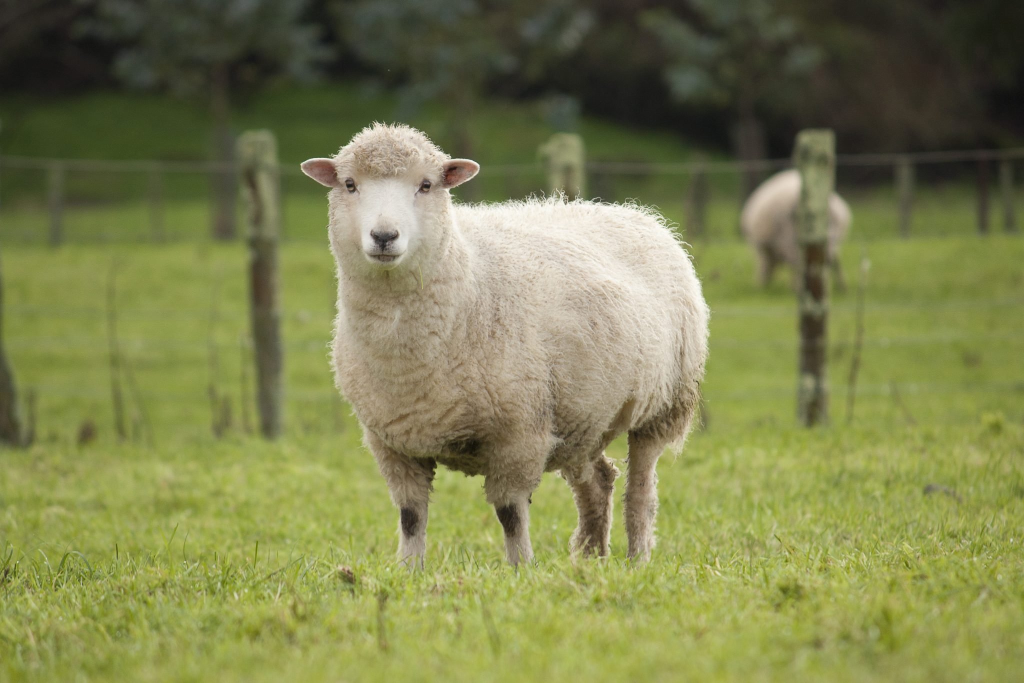 Hay Selection for Pregnant Ewes