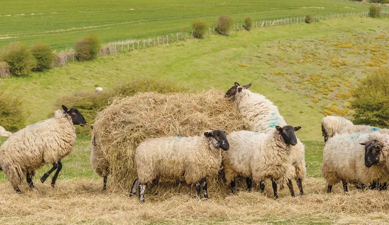Best Forage Types for Hobby Sheep