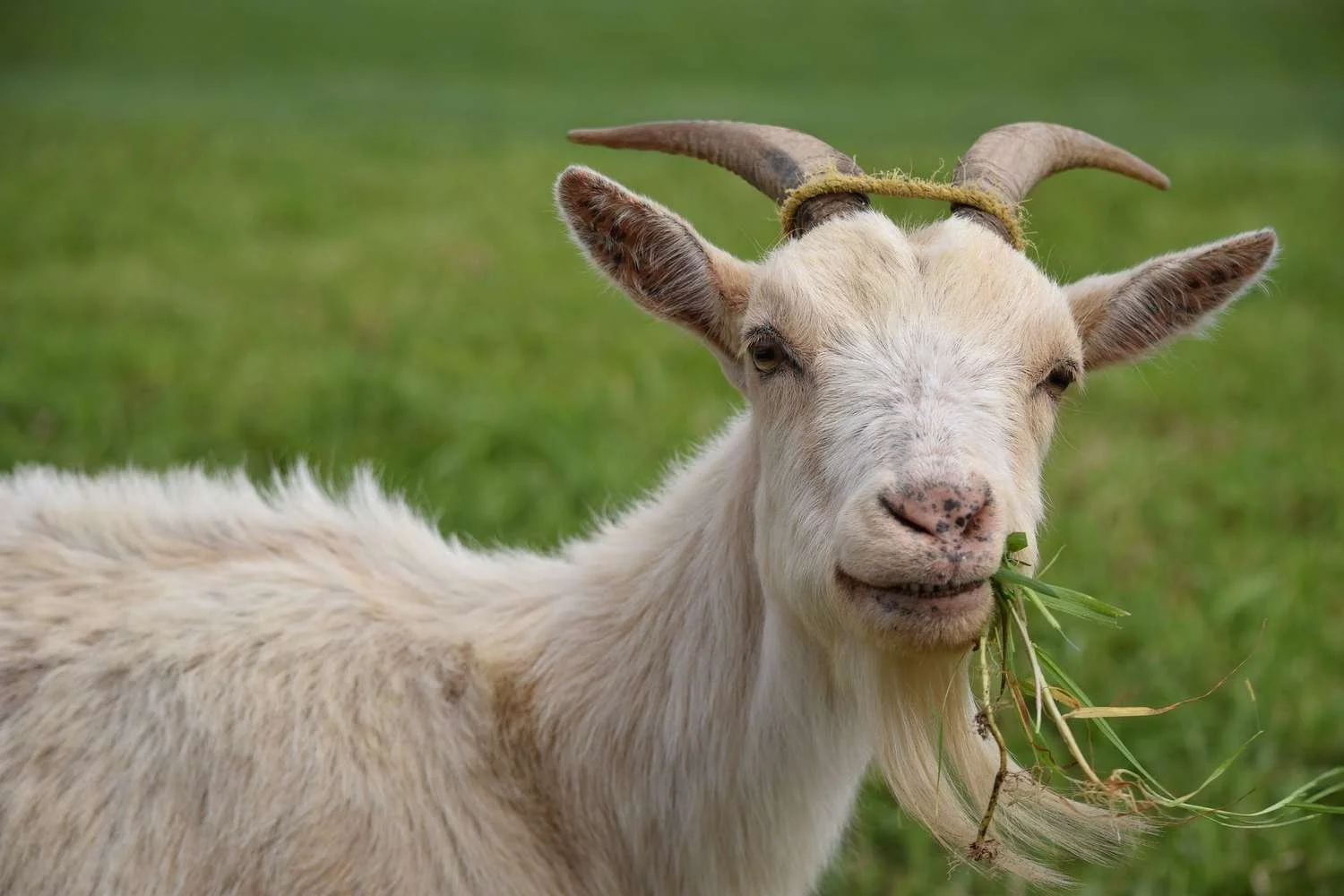 Why Goats Reject Certain Hays