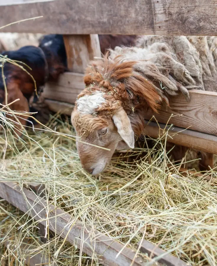Understanding Copper Sensitivity Concerns in Goats and Sheep