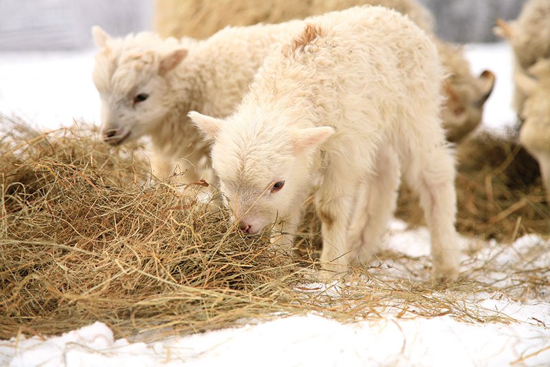 Managing Dust Sensitivity in Sheep