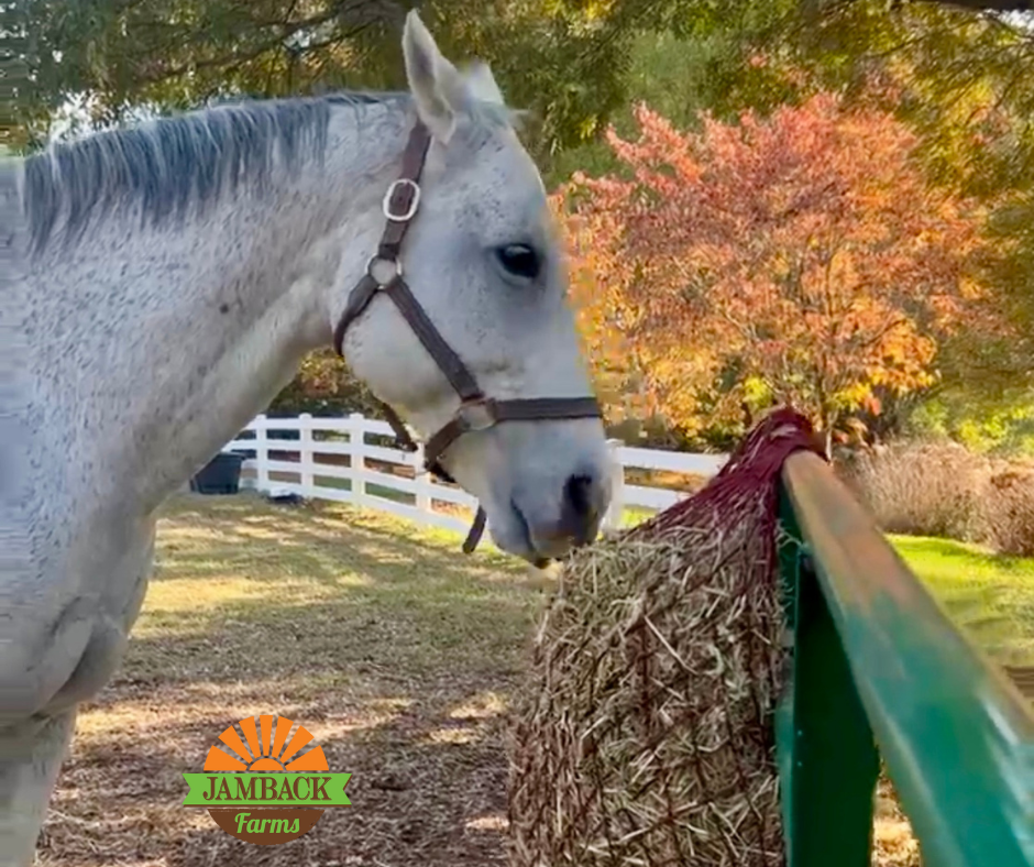 Feeding Horses with Cushing’s Disease