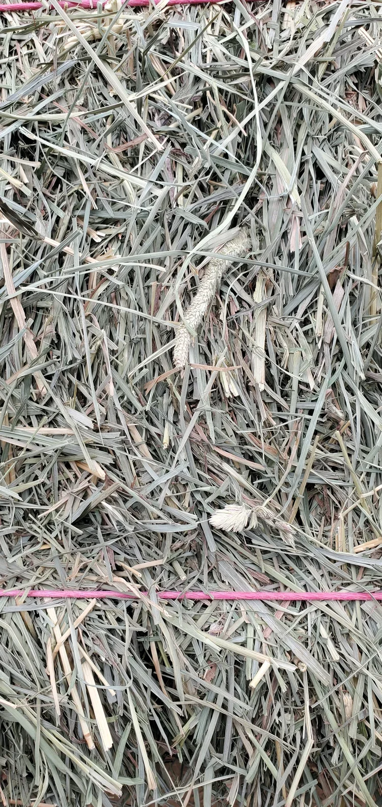 Orchardgrass vs Timothy for Easy Keepers