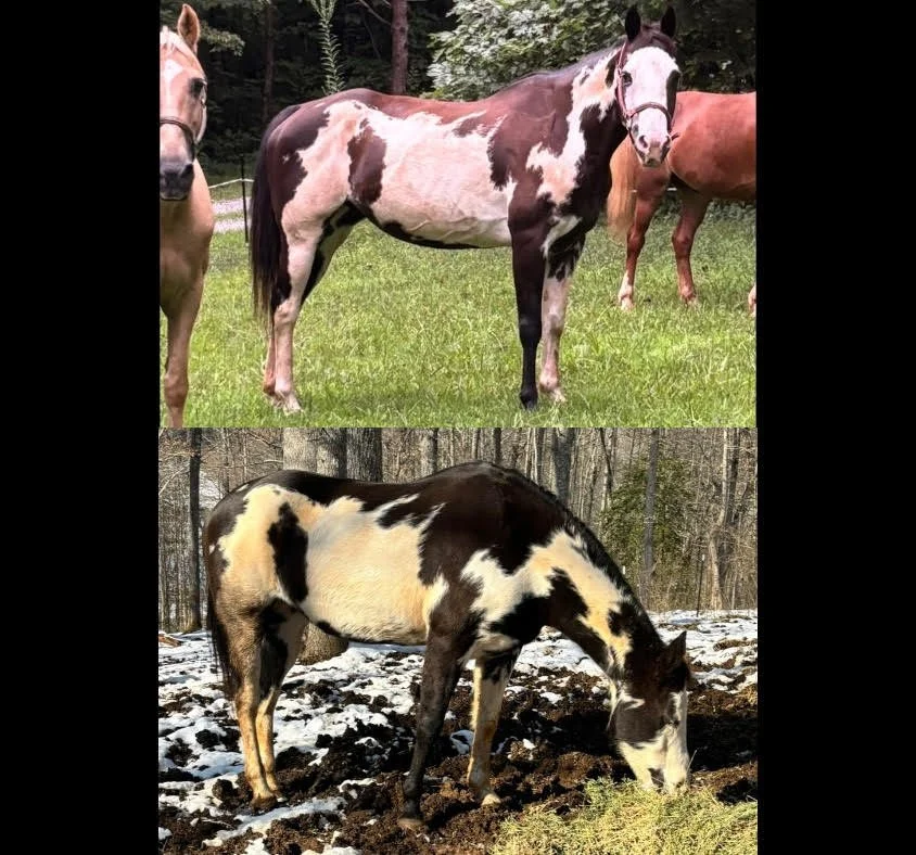 Helping Underweight Horses Gain Condition Safely