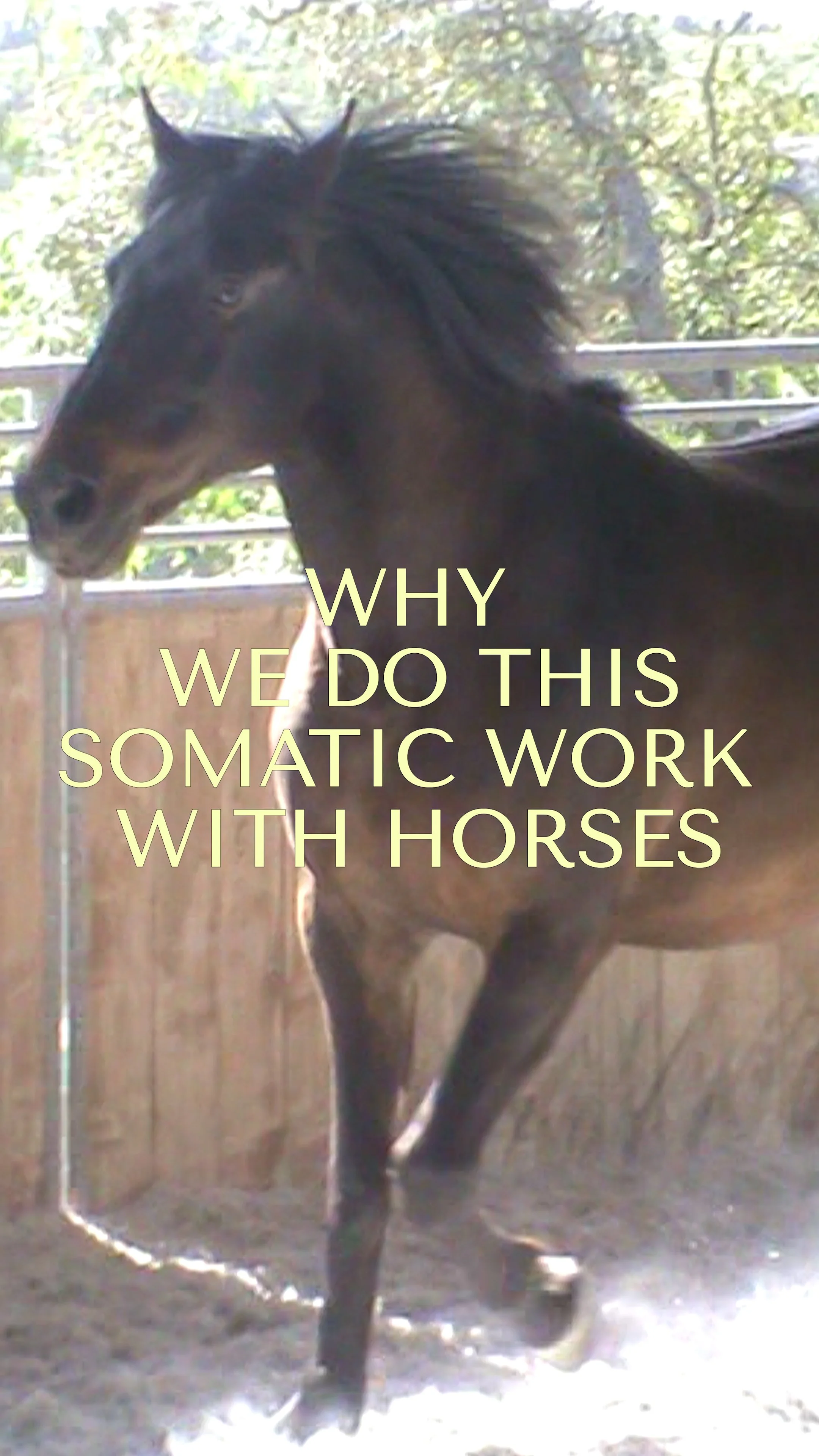 Somatic healing with horses Portugal