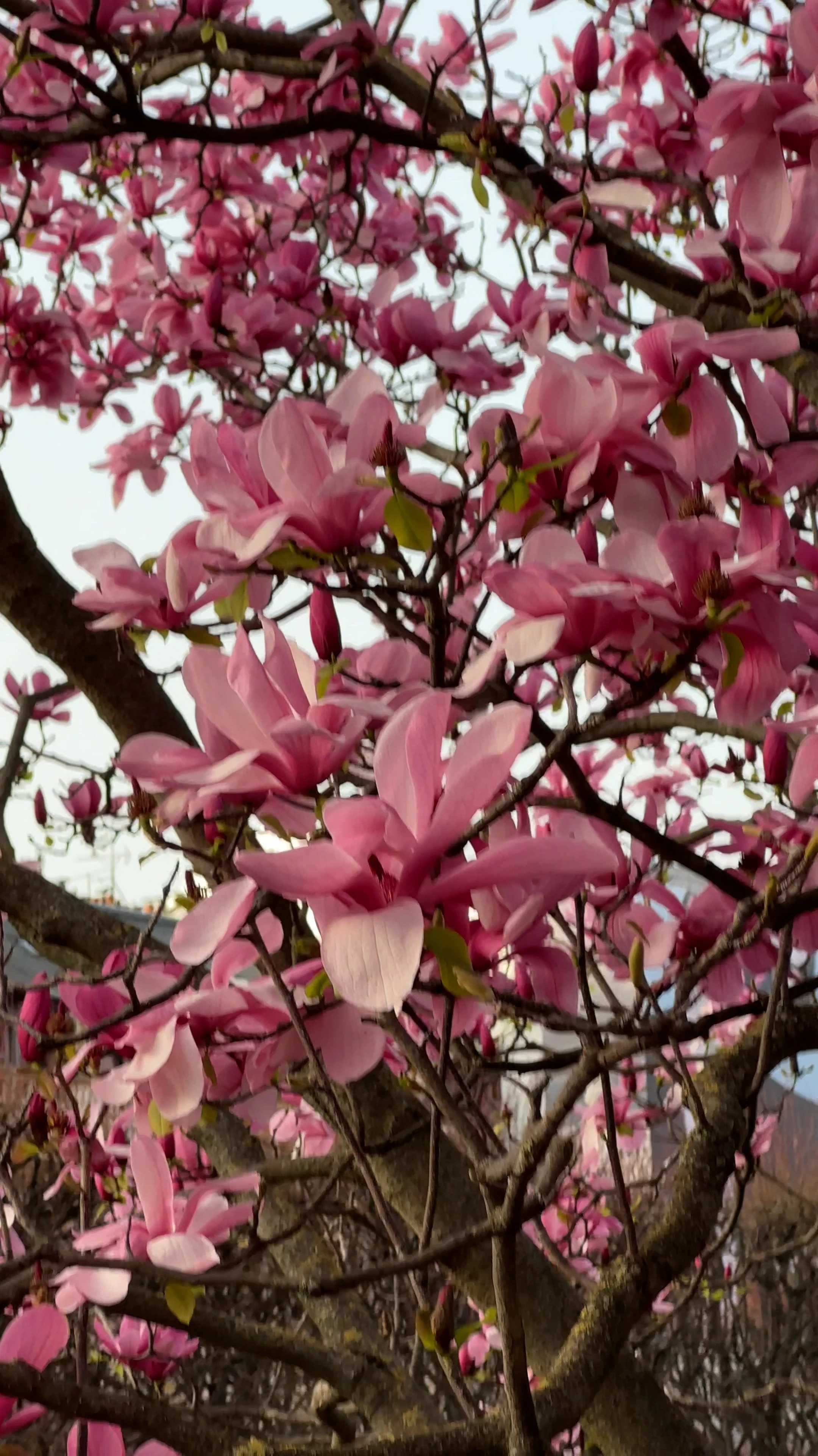 Paris Spring Flowers