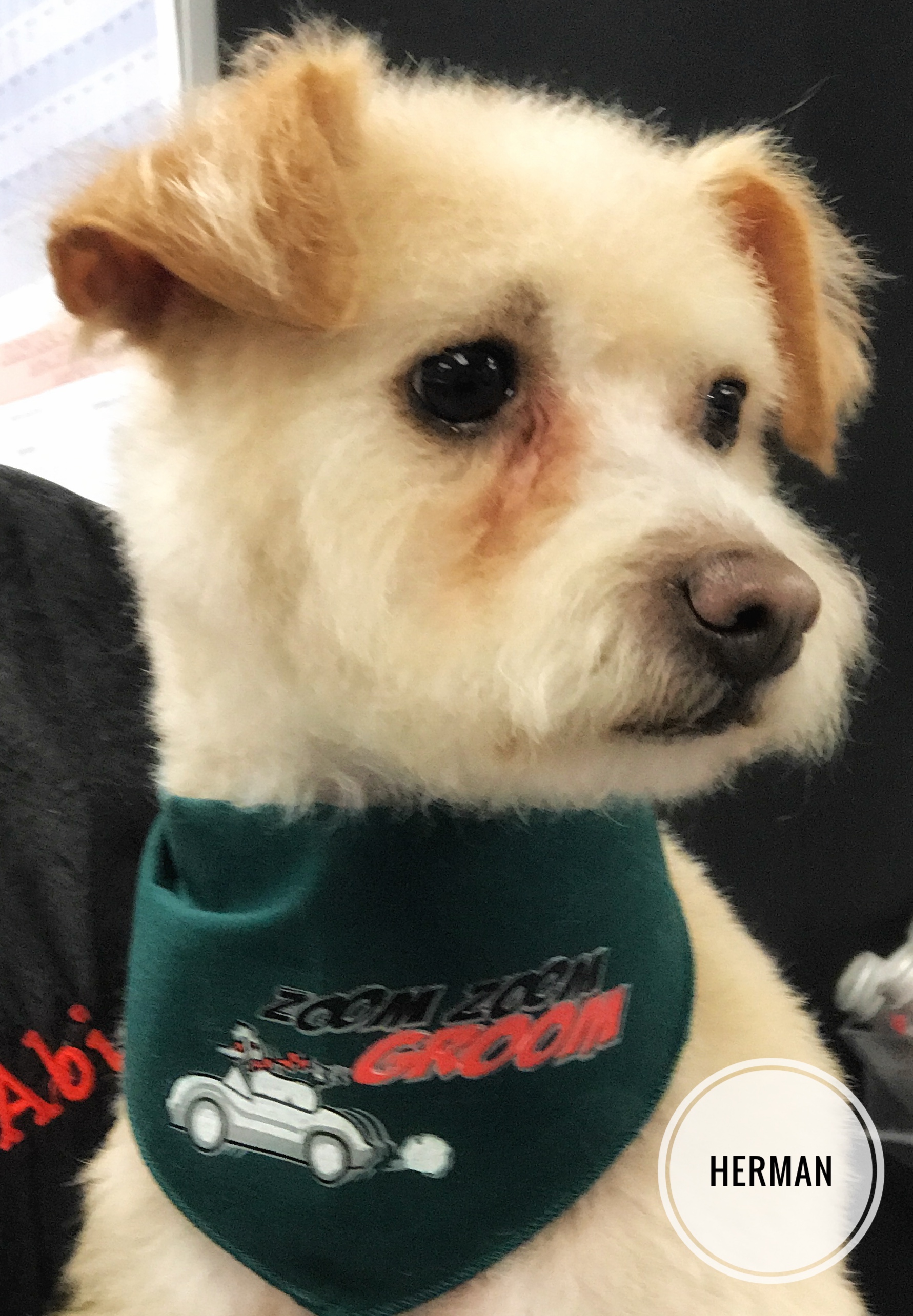 Grooming a Mixed Breed