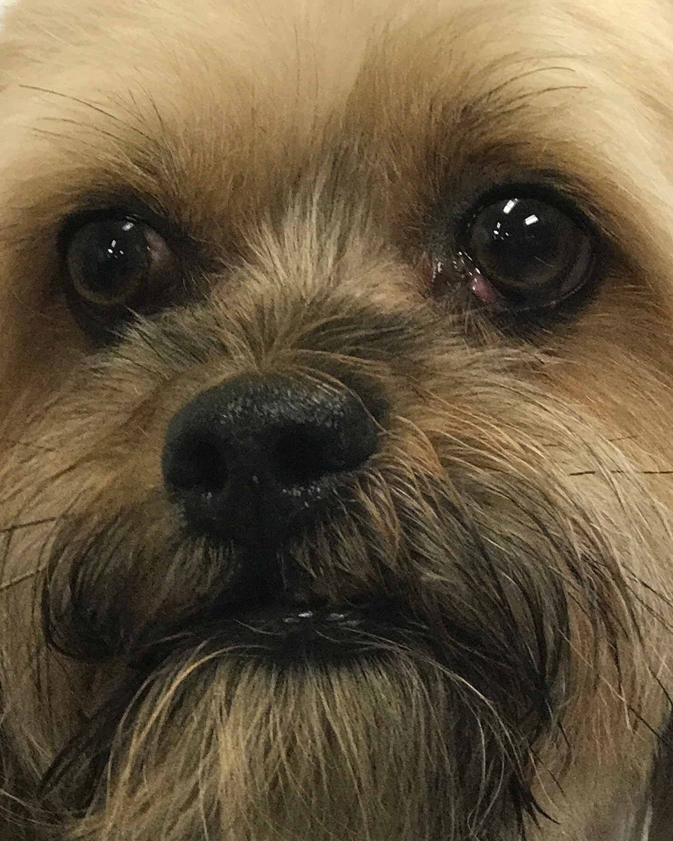 Grooming a Mixed Breed