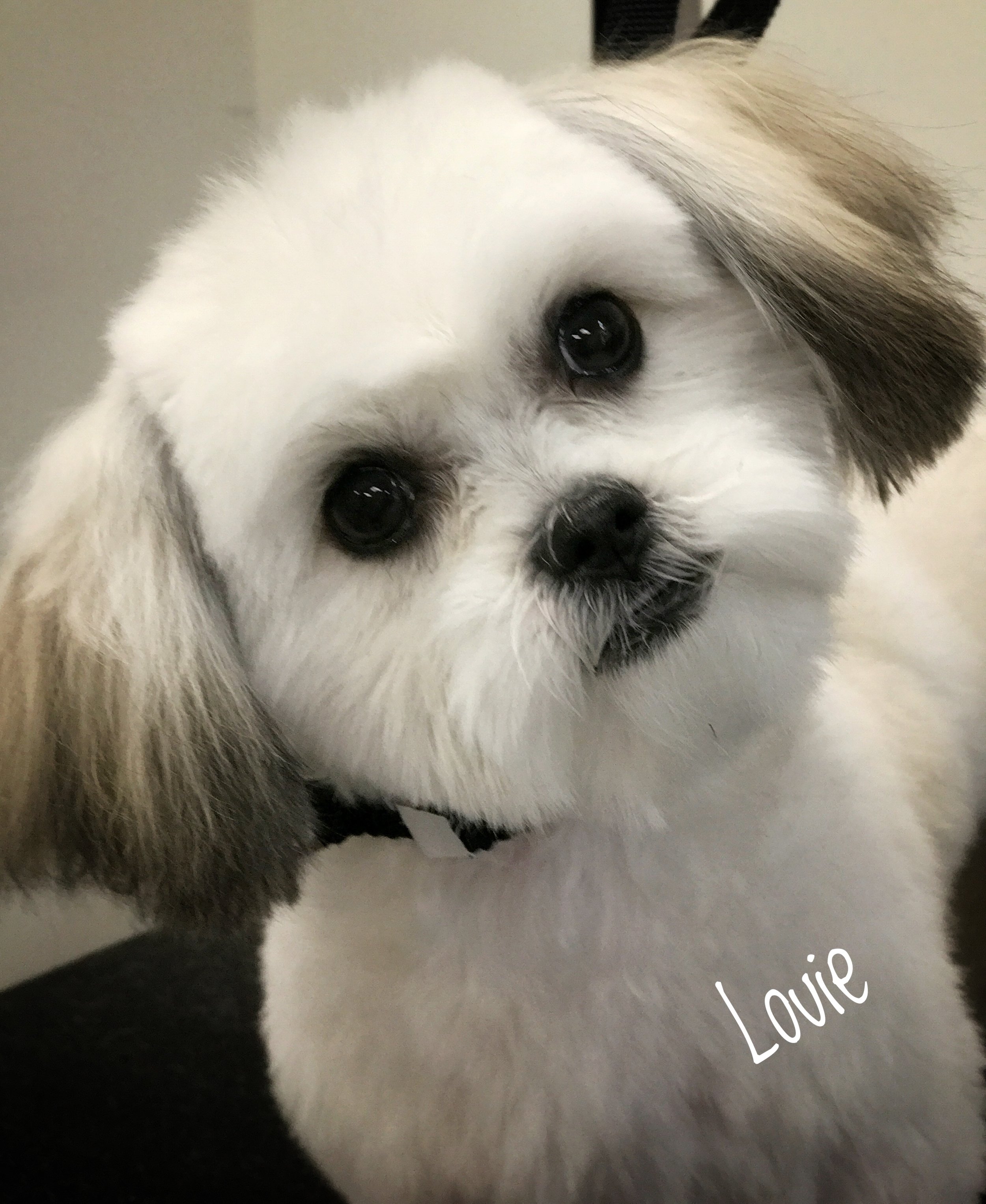 Grooming a Mixed Breed