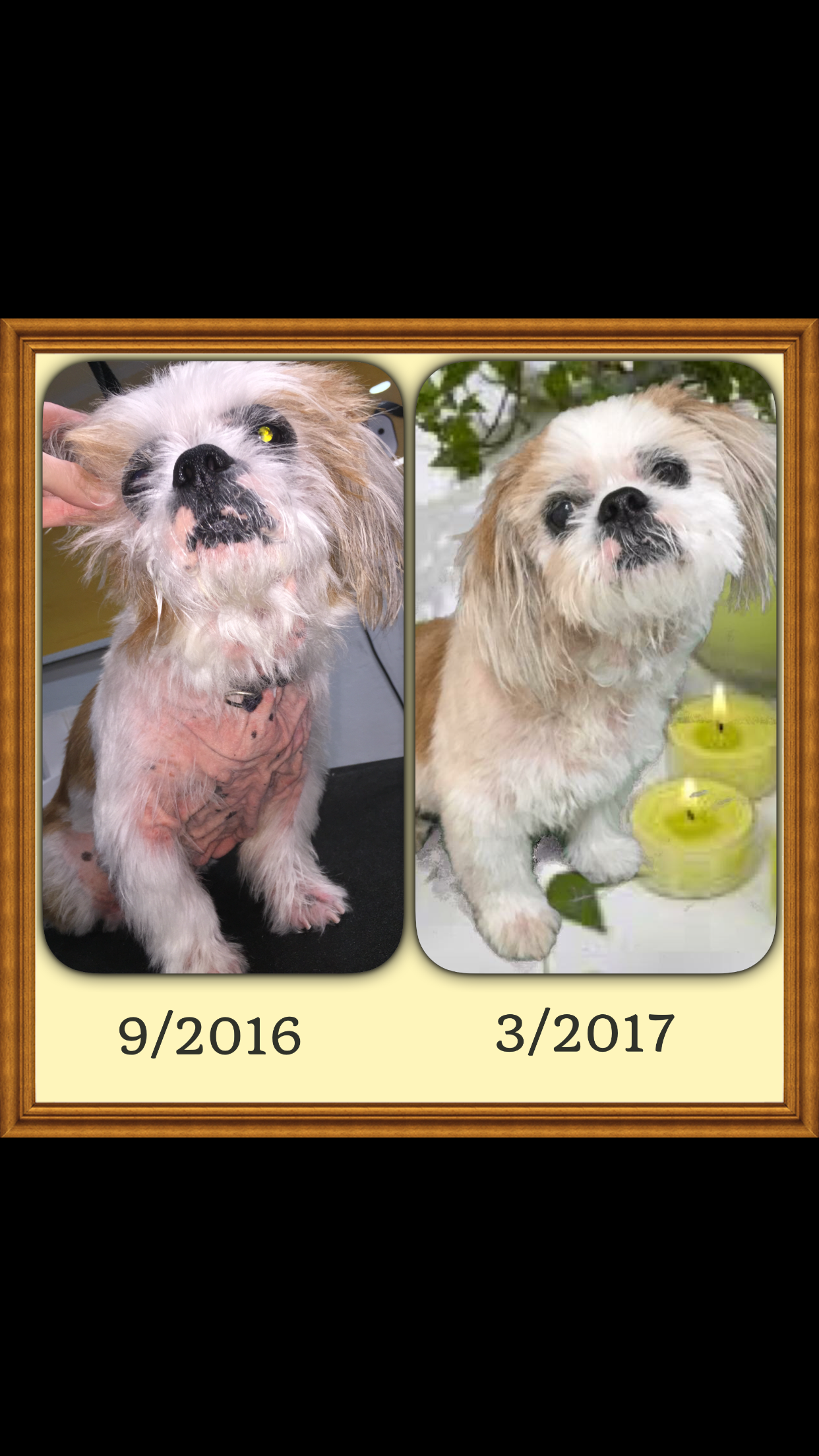 Bath & Blowout — Zoom Zoom Groom