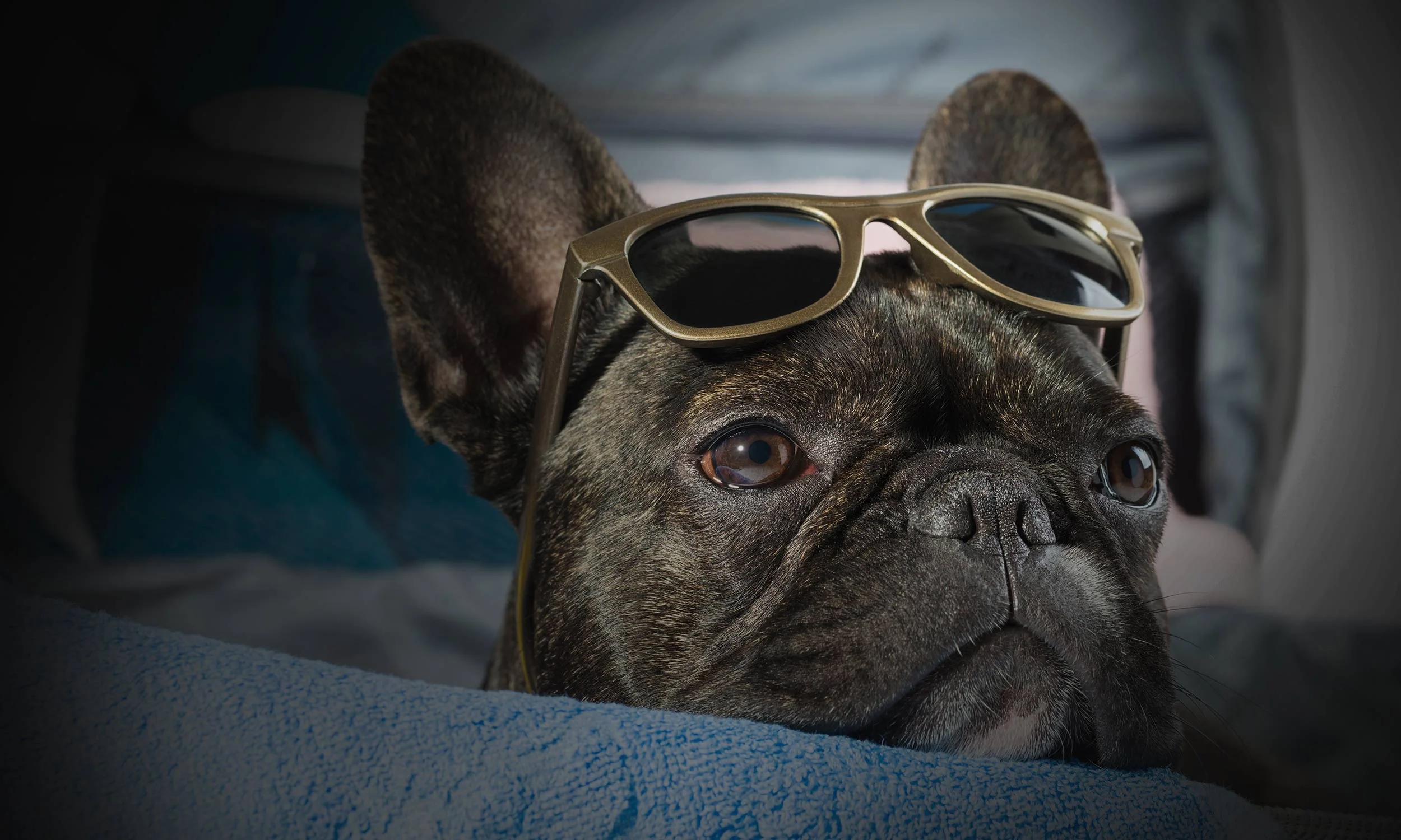 Mobile Grooming — Zoom Zoom Groom