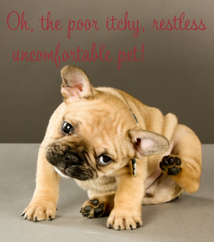 bigstock-Sweet-scratching-puppy-28790651-(1).jpg
