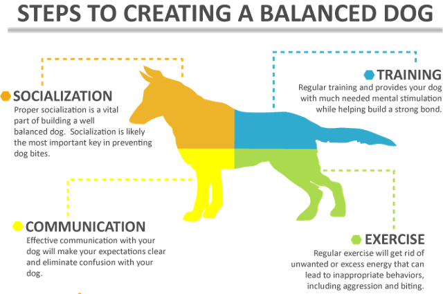 creating-a-balanced-dog2 copy.png