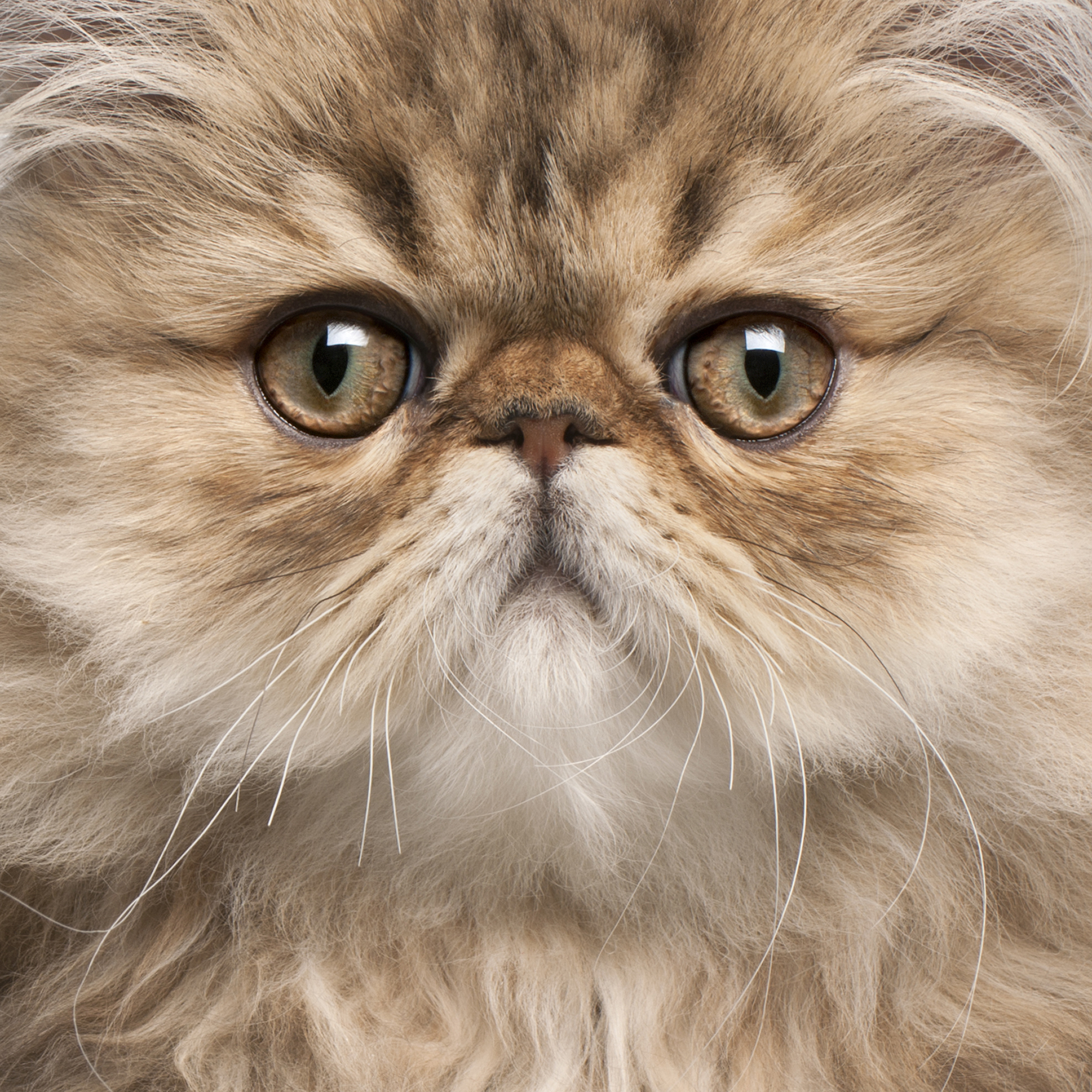 bigstock-Close-up-of-Persian-kitten---212531869.jpg