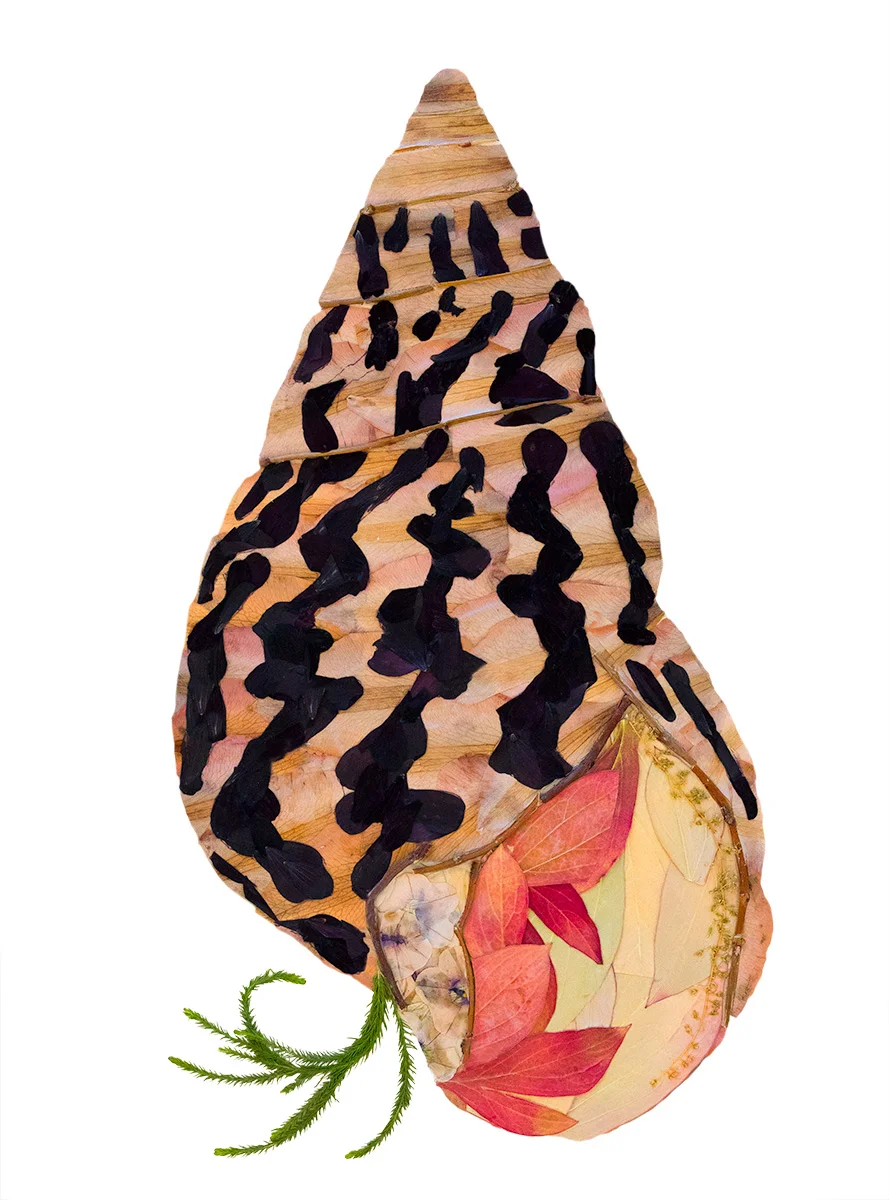 “Shell #1”