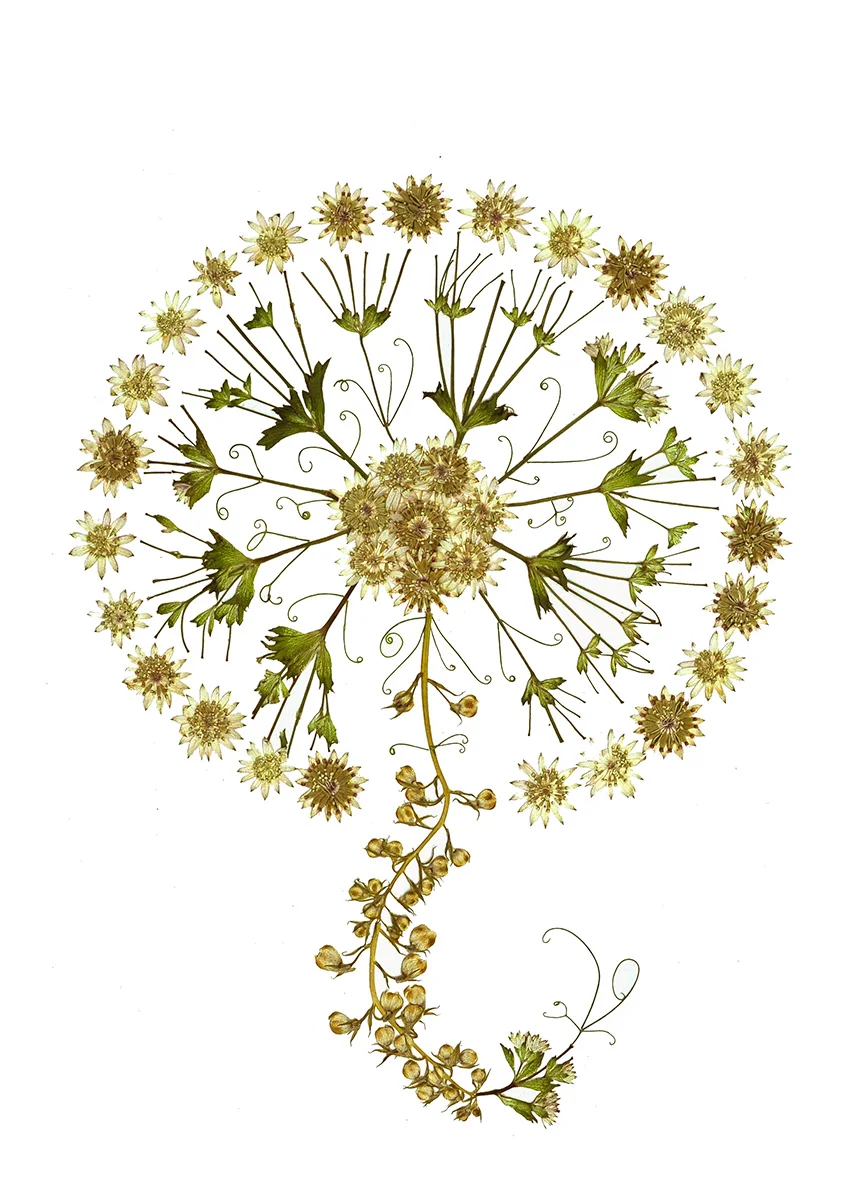 "Wheel of Wishes"