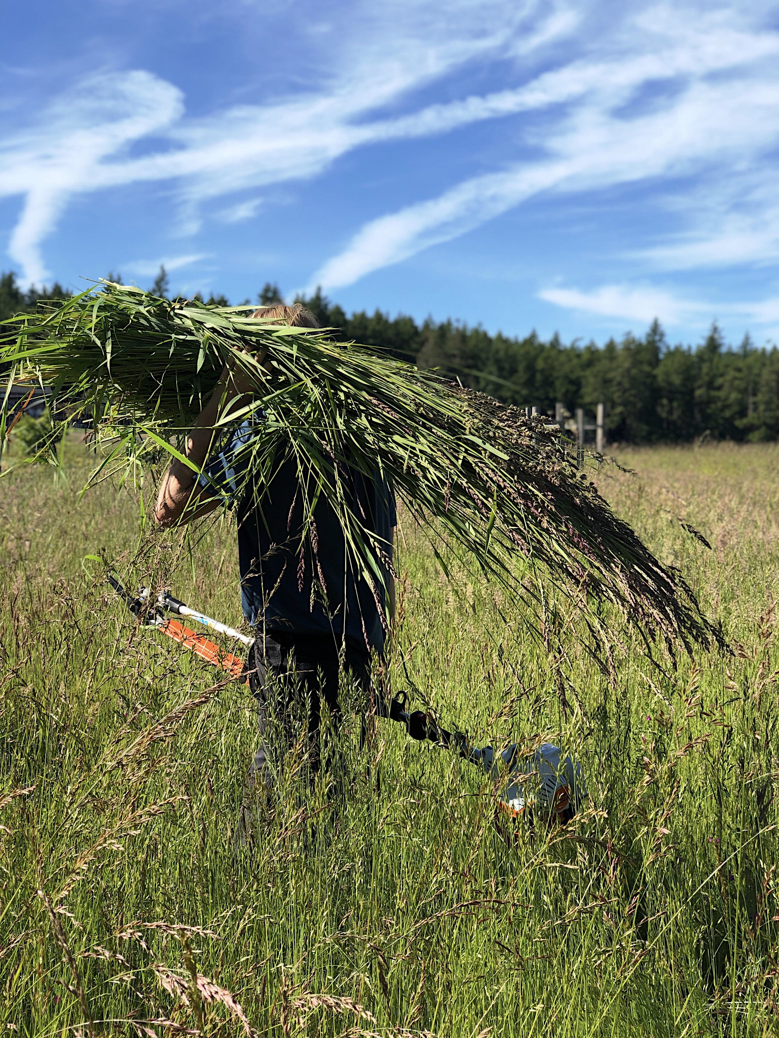 HARVESTING WILD GRASSES