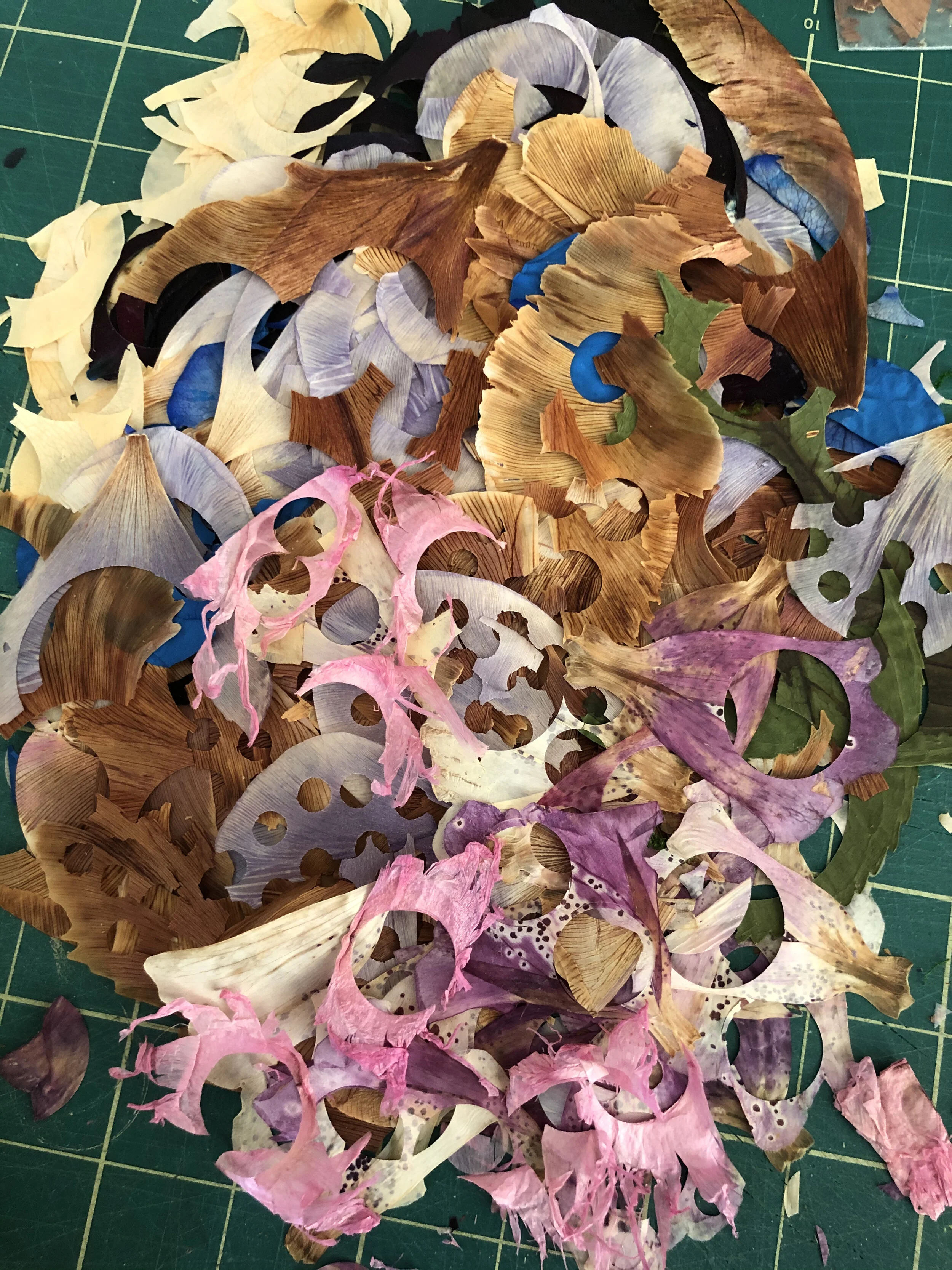 Pressed Flower Remnants.