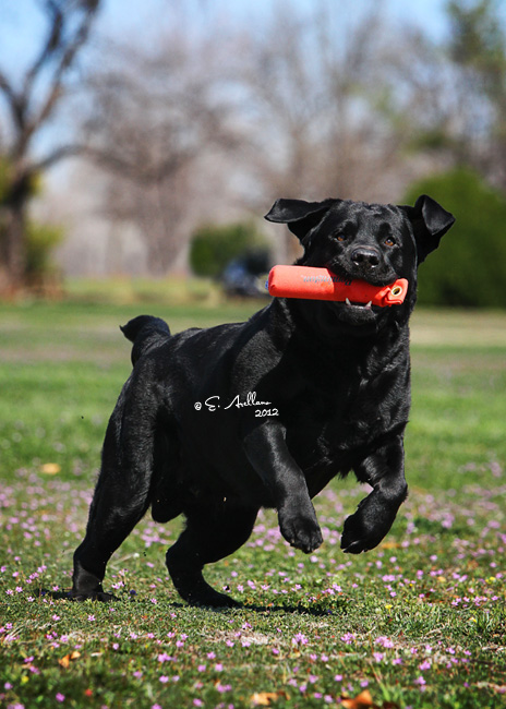 Yogi Plays With Red Bumper Feb 2012.jpg