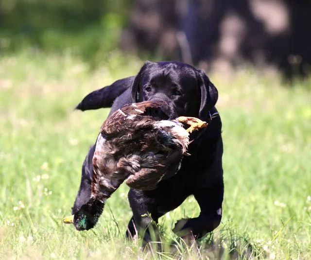 Oak Duck2.jpg
