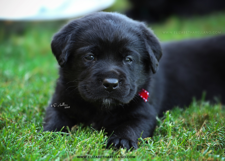 webSusanPuppy02.jpg