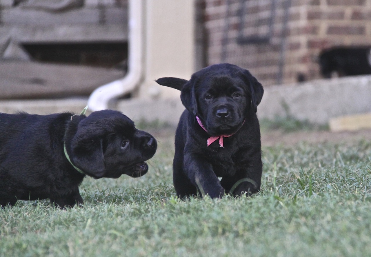 Mr Green Miss Pink 6 weeks.jpg