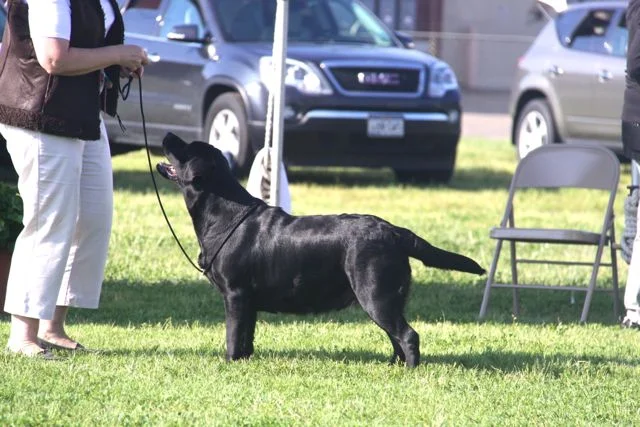 Bella DFWLRC1 18months.jpg