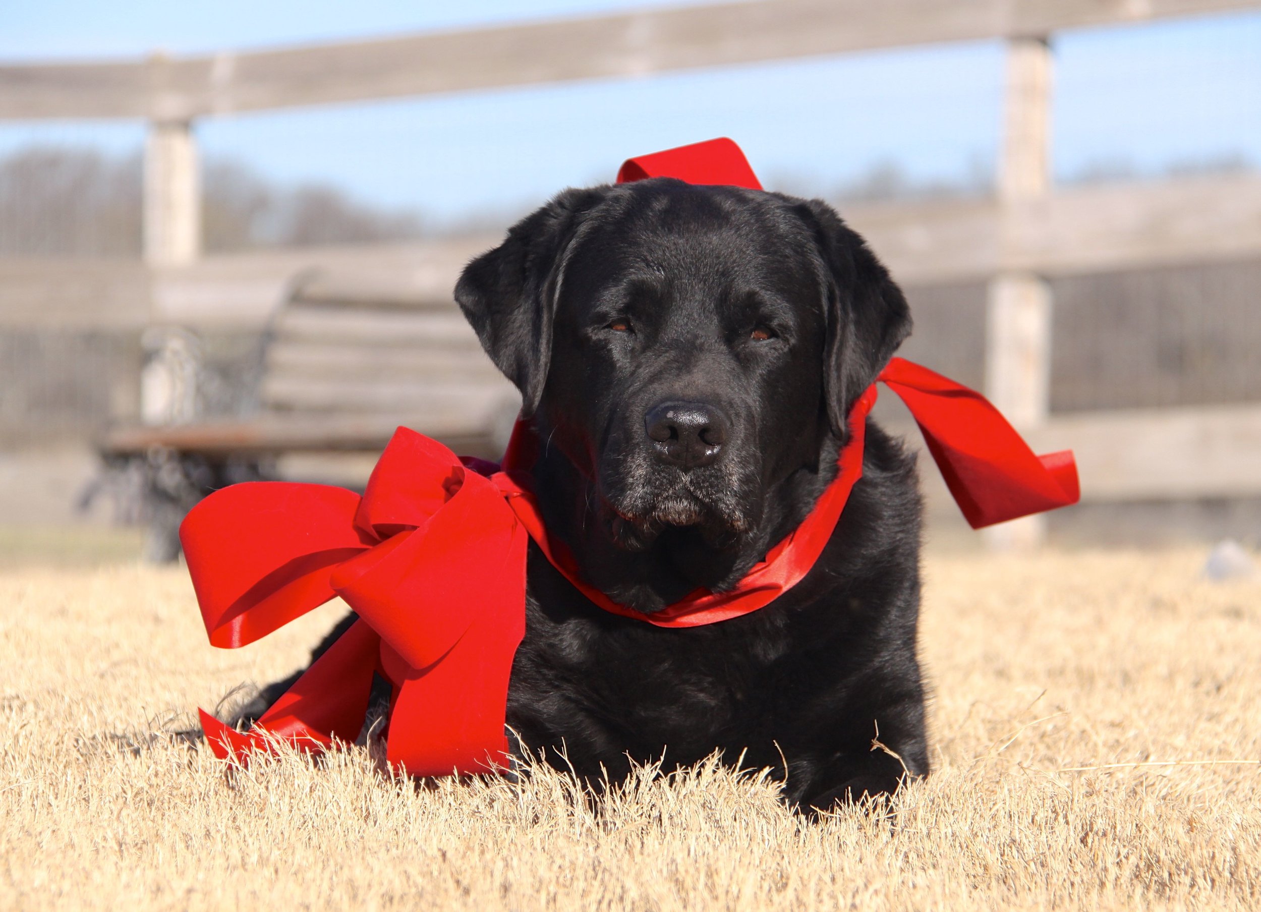 Christmas2015Yogi3.jpg