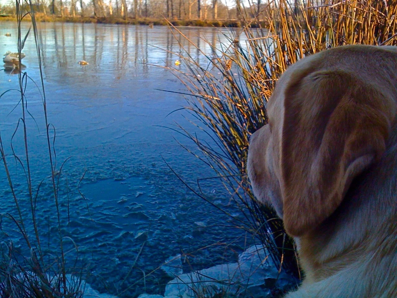 Angus Hunting View.jpg