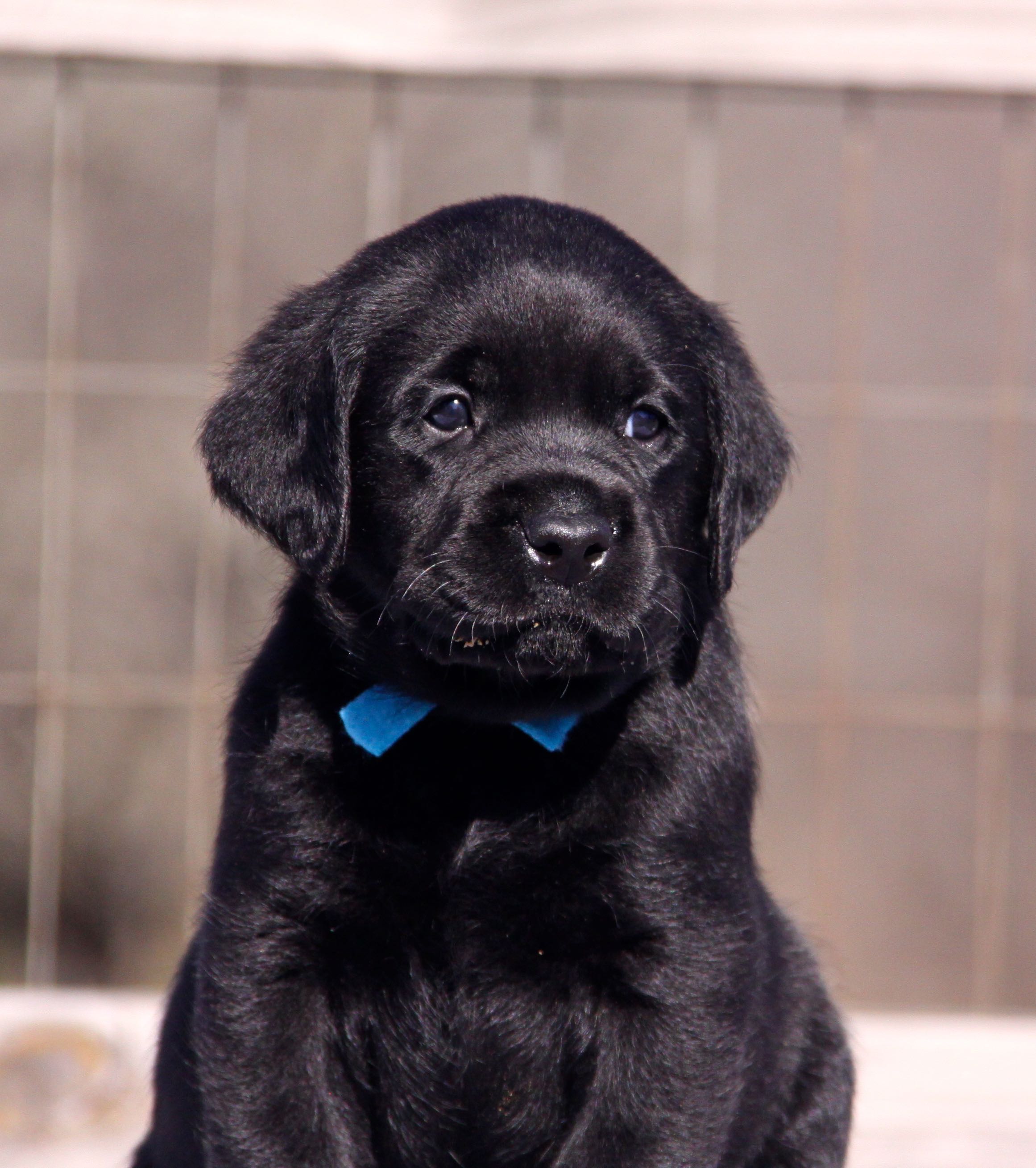 Oakley Cha Cha Mr Peacock Blue Head 5 weeks.jpg