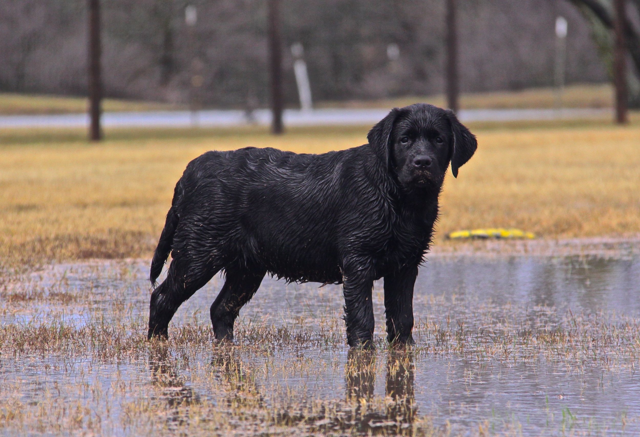 Pups 022418 111 Quiet.jpg