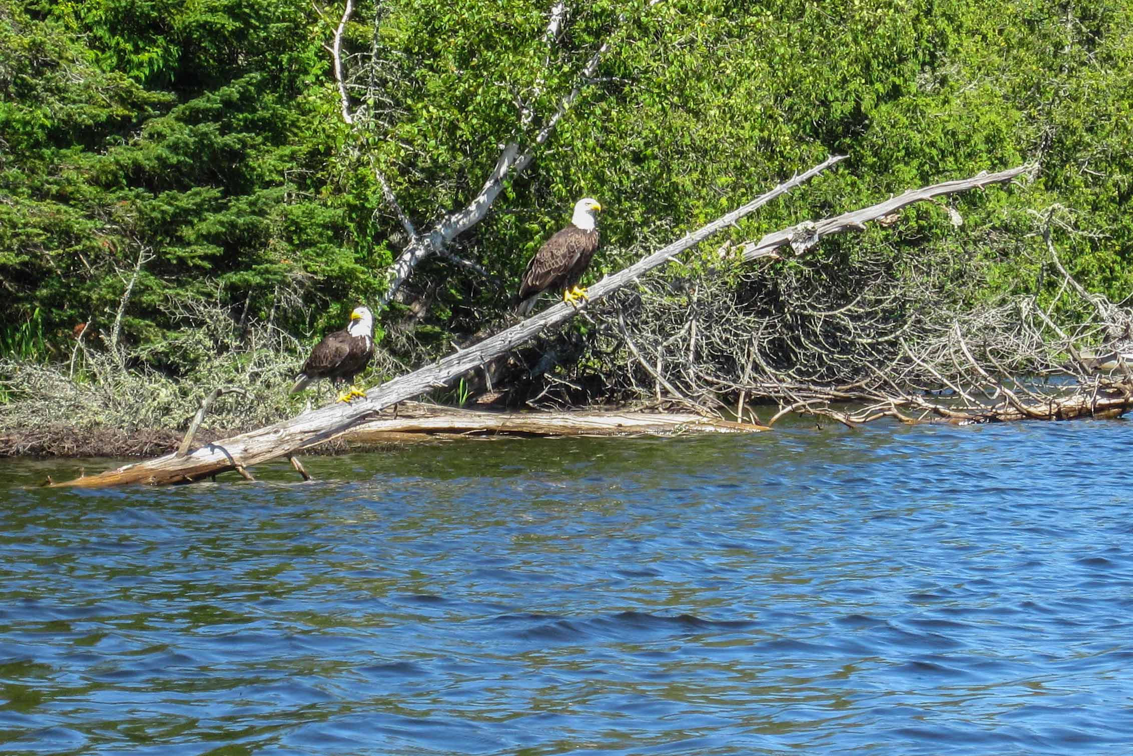 Eagle spotting on Caribou Lake
