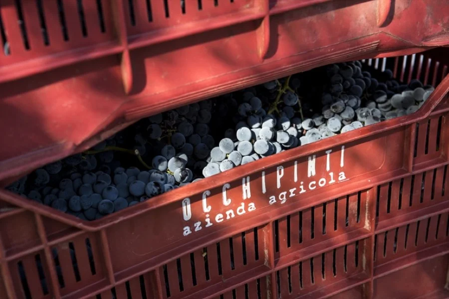 occhipinti grapes.jpg