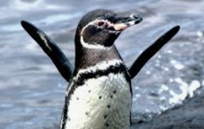 Concha de Perla beach penguins.png