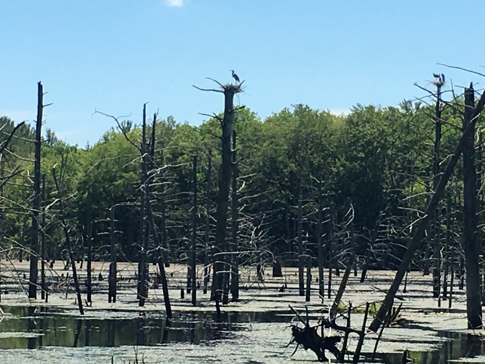 a great blue heron rookery