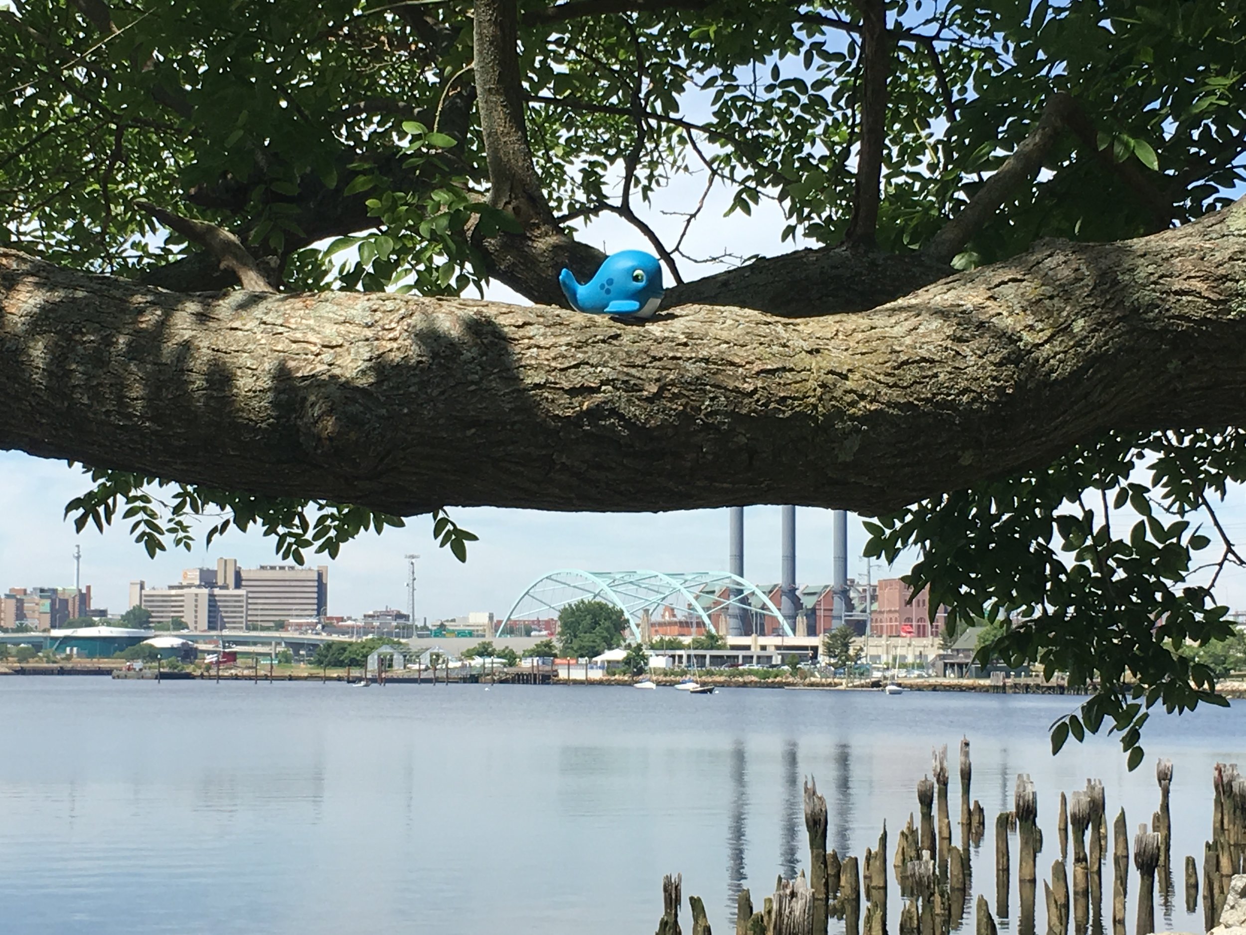 Whaley looking back towards Providence