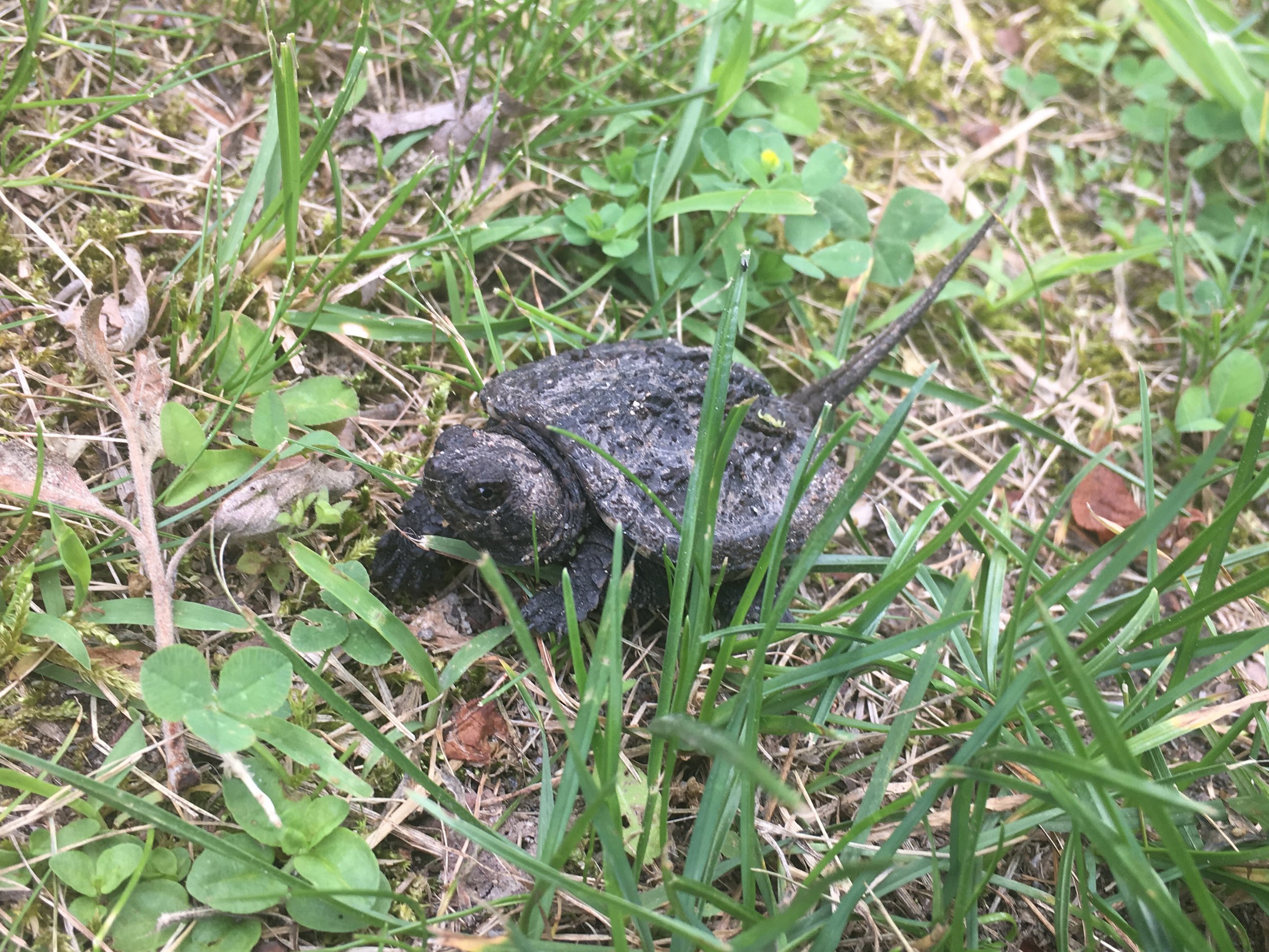 A tiny turtle