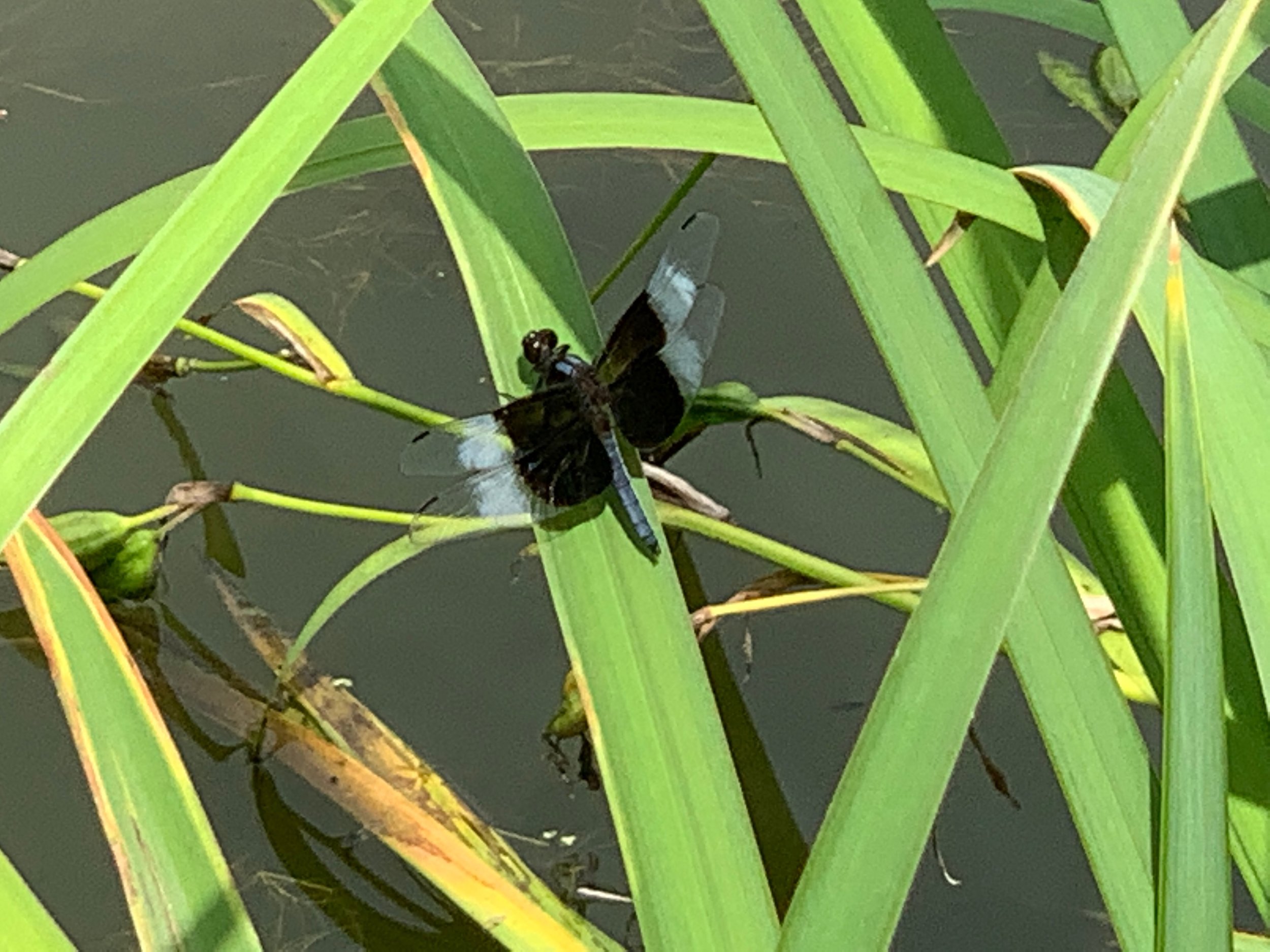IMG_0915.jpeg