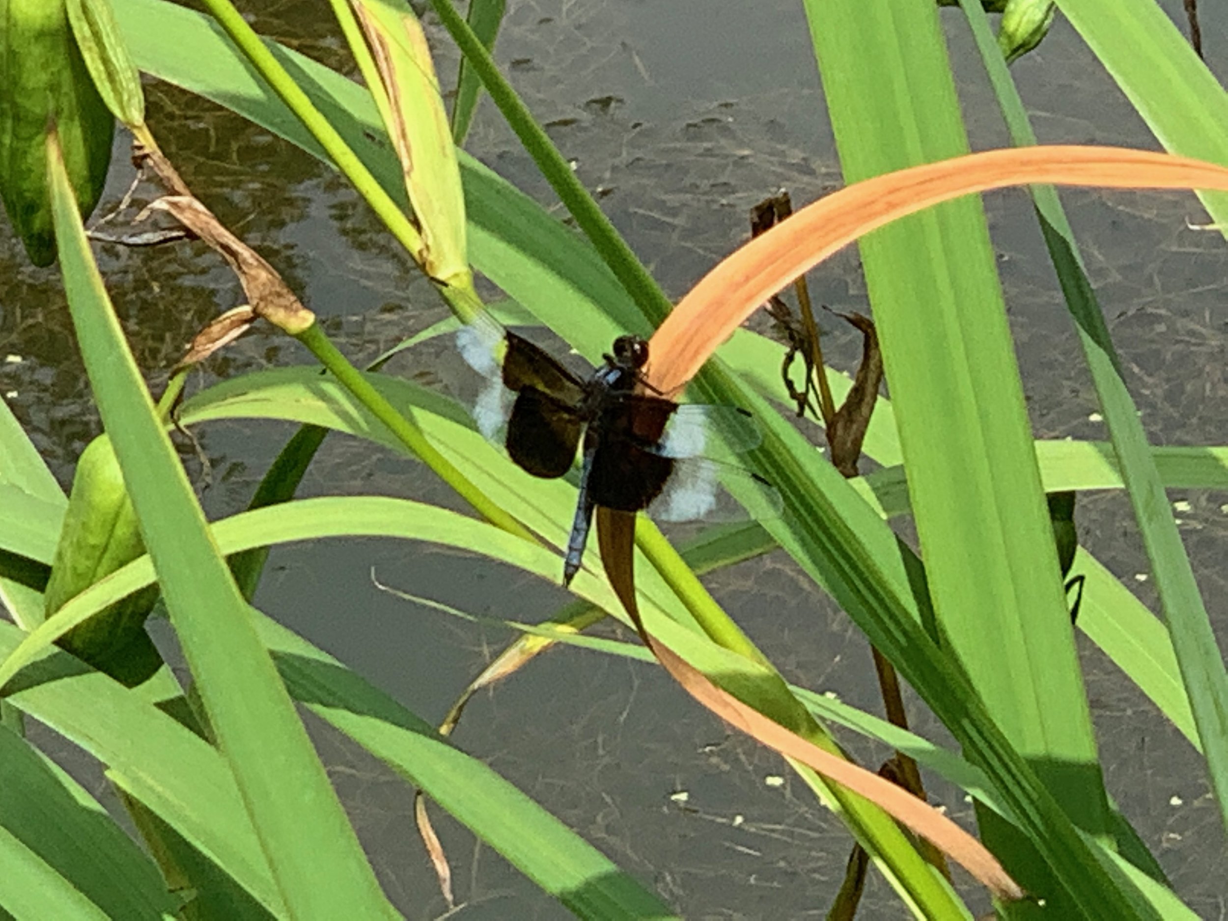 IMG_0918.jpeg