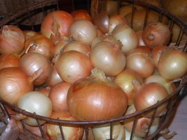 Yellow Onions.JPG