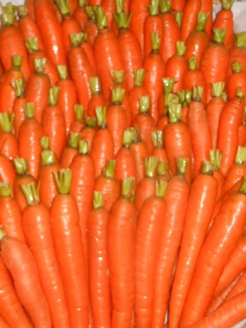 carrotsbpf.JPG